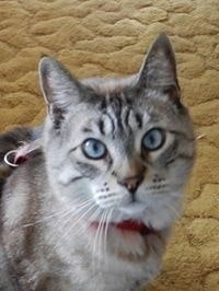 Valerie Wilkerson Dupuich