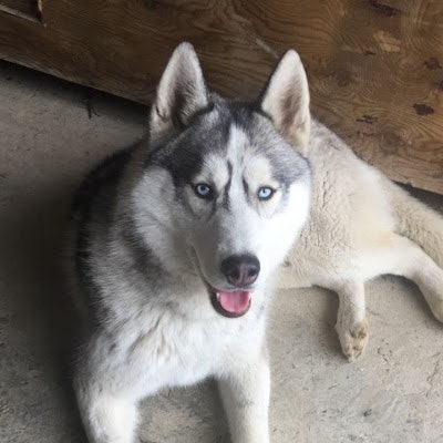 Nikolai Shchedlovskii