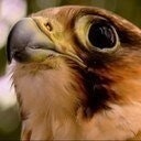 أبو عبدالرحمن النووي