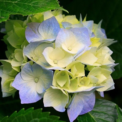 Swarnalatha Swaminathan