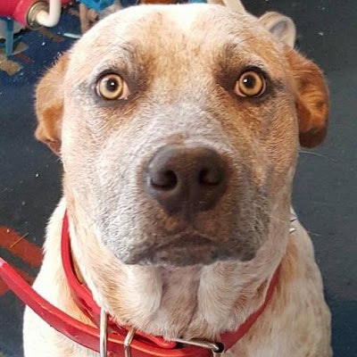 Aussie Picker “As I See It” No BS