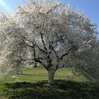 Oleksandr  Horodnichenko