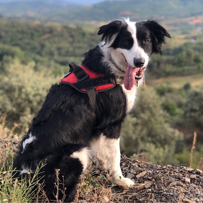 Paula Lozano Gonzalo