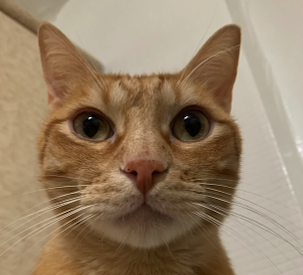 Alejandro Pérez Vigo