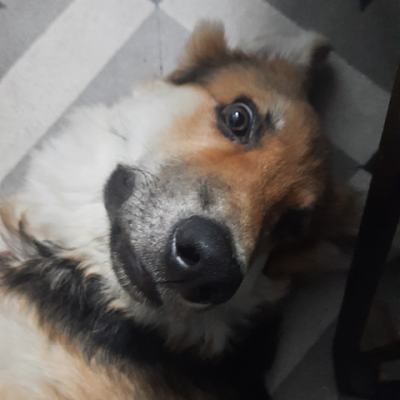 Prithviraj Chakraborty