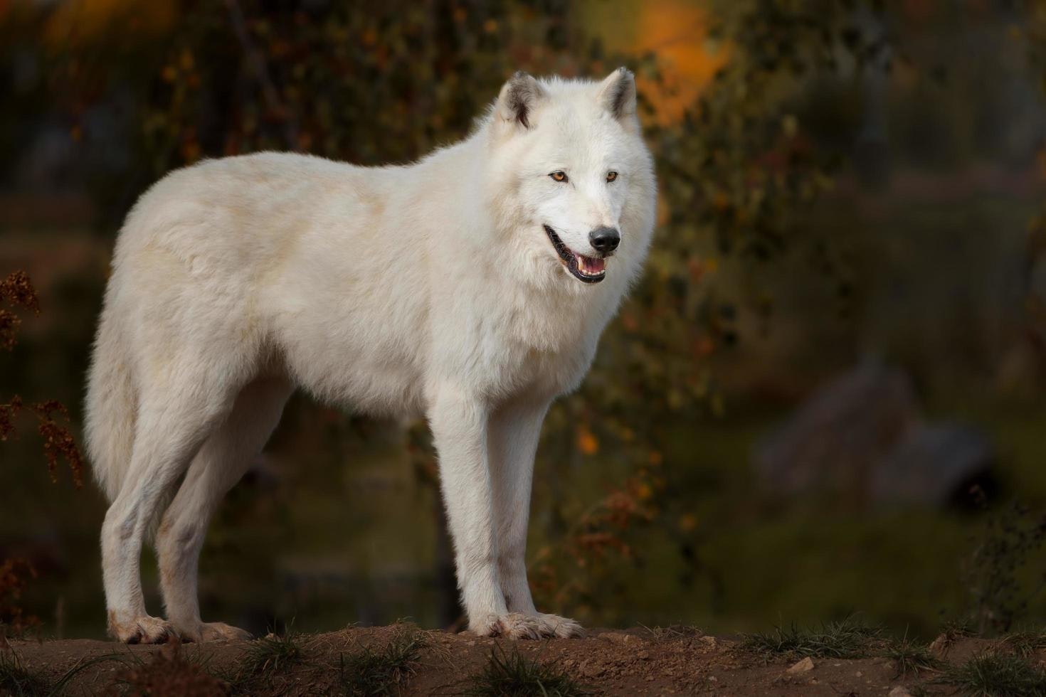 White Wolf