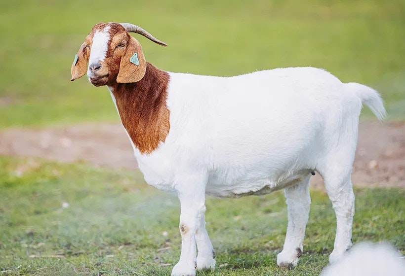Isaiah Pounds (Founder of GoatGuard)