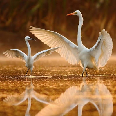 Prashant Kumar Pandey