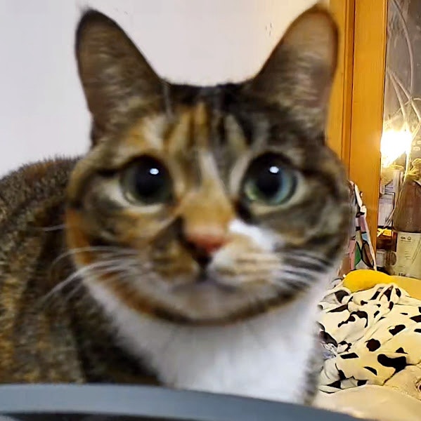 ProductHunt profile picture for @pickles