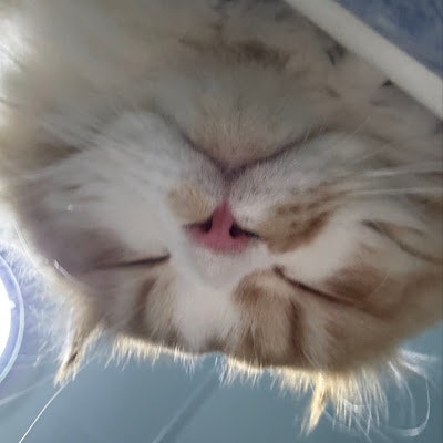 Gavin Rattanaprayungsathaporn