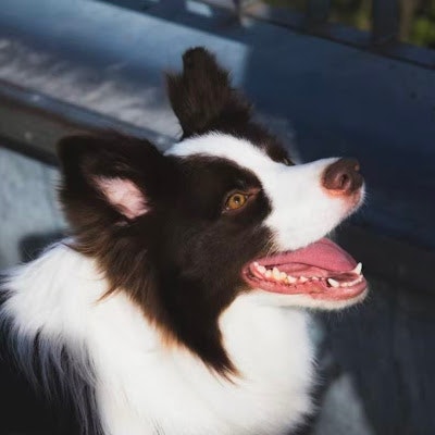 ProductHunt profile picture for @jasy