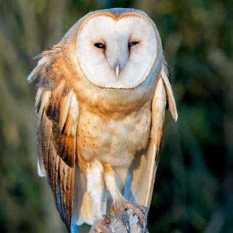 barnowl