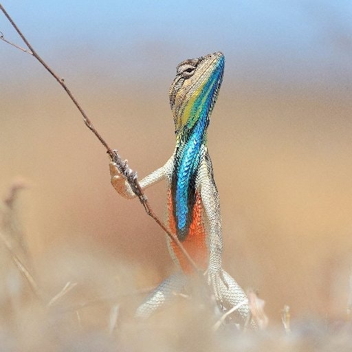 Alexi Taylor 🔥💎🐾