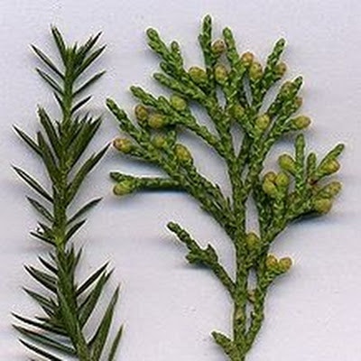Kulma Co