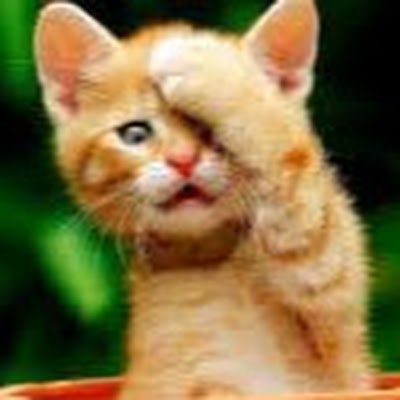 Funny Cats c65