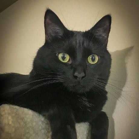 Black Cat