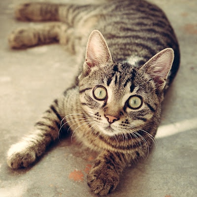 Axyraz