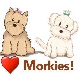 Morkie Nation