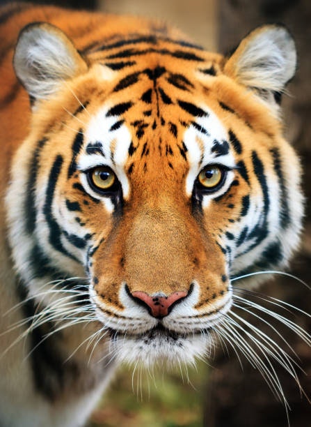 Ranthambore National Parks