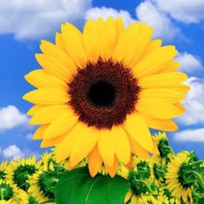 lokesh smithan