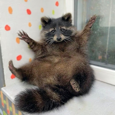 Black Racoon
