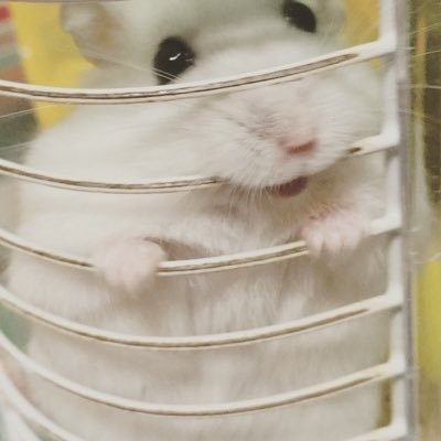 うのは @ハムスター