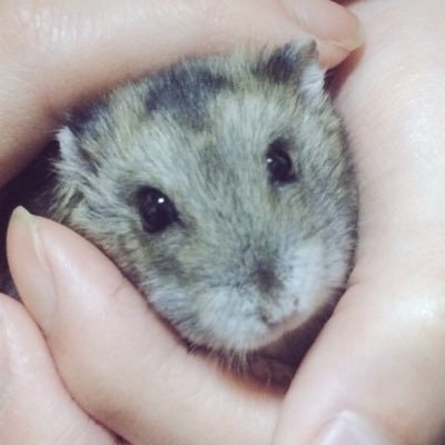 ミル @ハムスター